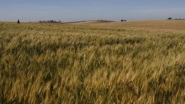 Imagen de LA JUNTA DE ANDALUCIA ATIENDE A LAS DEMANDAS DE ASAJA Y PONE FIN A UNA TRABA HISTÓRICA PARA EL CAMPO ANDALUZ